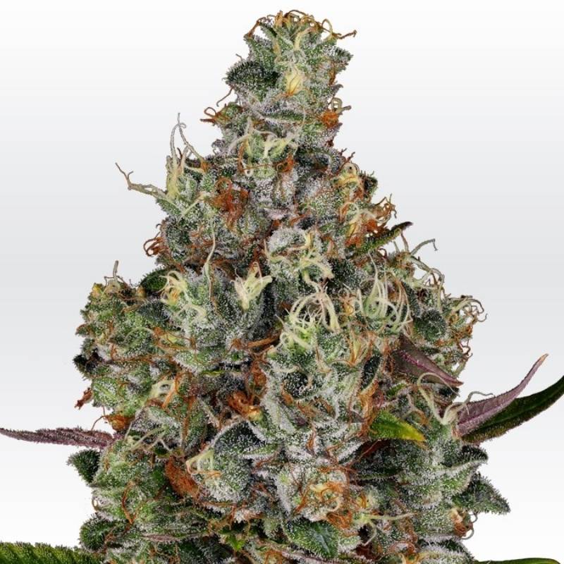 Rainbow Road de Paradise Seeds