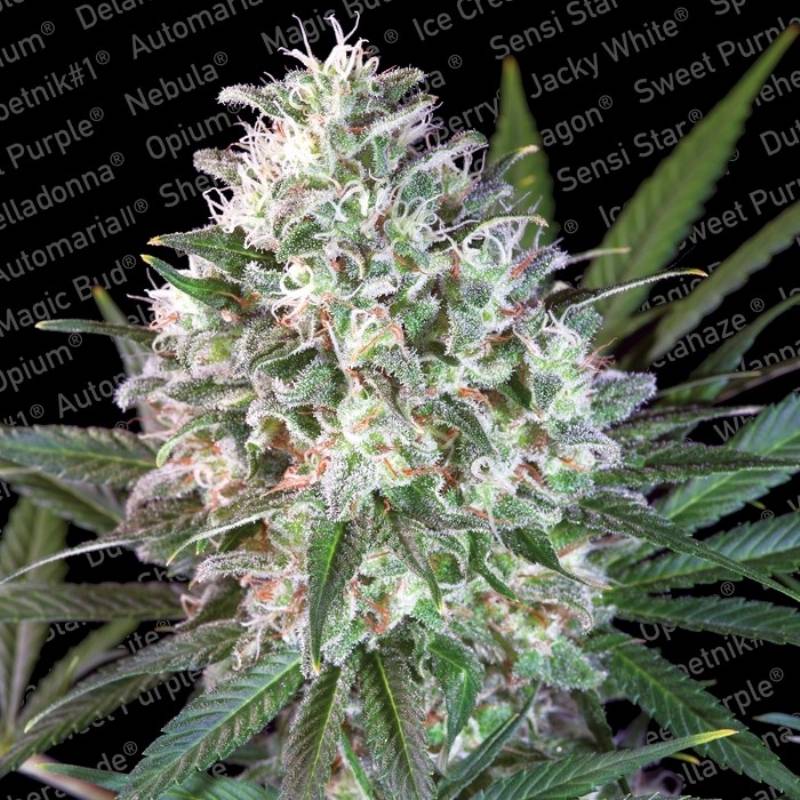 Space Cookies de Paradise Seeds