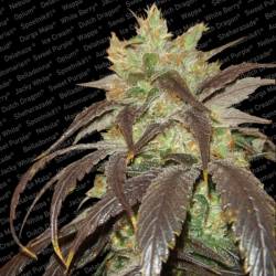 Spoetnik # 1 de Paradise Seeds