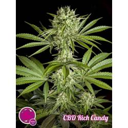 Cbd Rich Candy