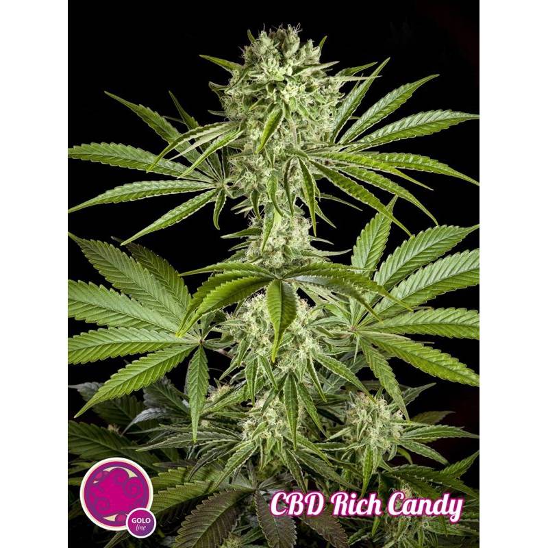 Cbd Rich Candy de Philosopher Seeds