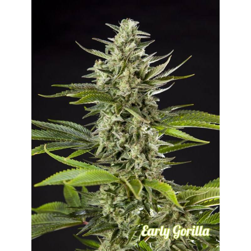 Early Gorilla de Philosopher Seeds