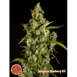 Jamaican Blueberry Bx Regular de Philosopher Seeds