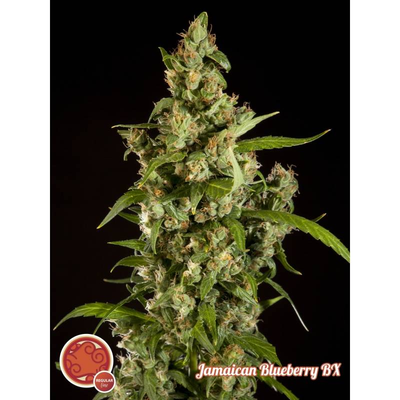 Jamaican Blueberry Bx Regular de Philosopher Seeds