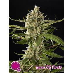 Lemon Og Candy de Philosopher Seeds