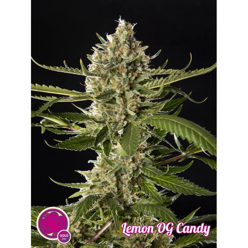 Lemon Og Candy de Philosopher Seeds