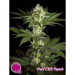 Pure Cbd Punch