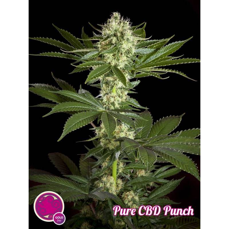 Pure Cbd Punch de Philosopher Seeds