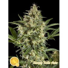 Sleepy Yoda Auto de Philosopher Seeds