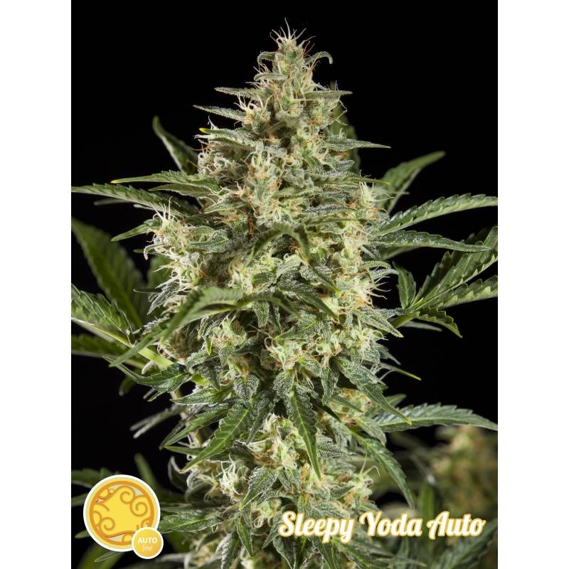 Sleepy Yoda Auto de Philosopher Seeds