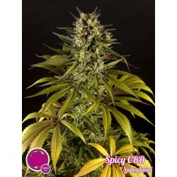 Spicy Cbd de Philosopher Seeds