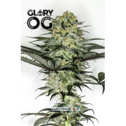 Glory Og de Positronics