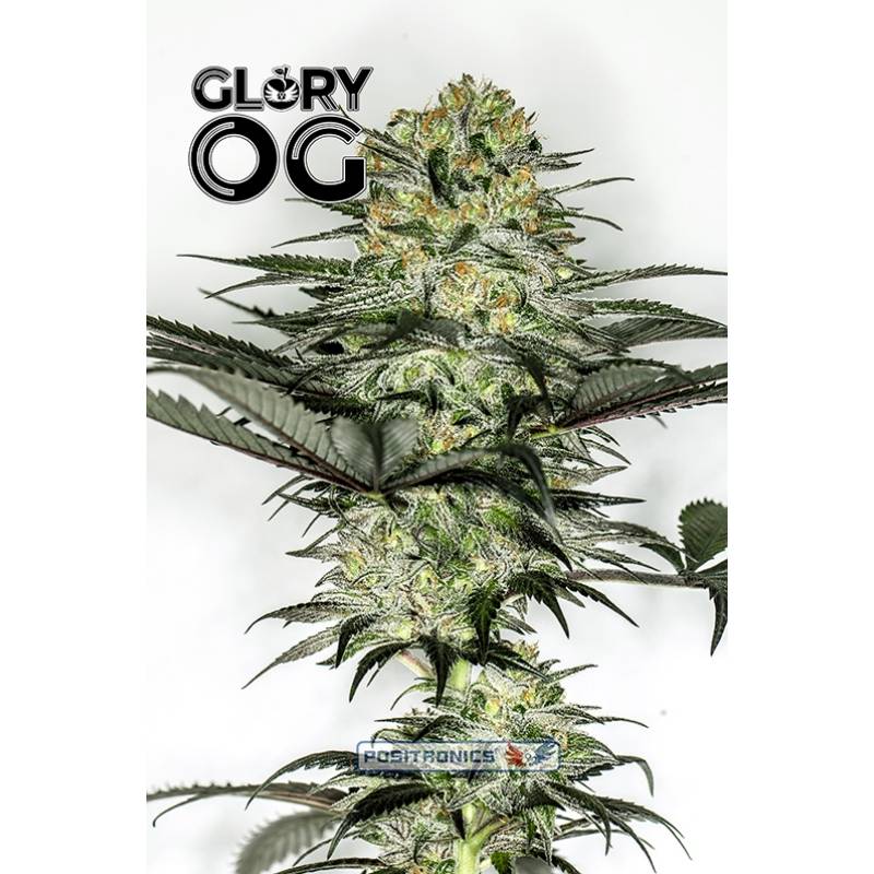 Glory Og de Positronics