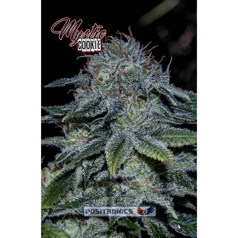 Mystic Cookie (Edicion Especial Eeuu) de Positronics