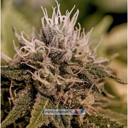 Mystic Cookie Express de Positronics