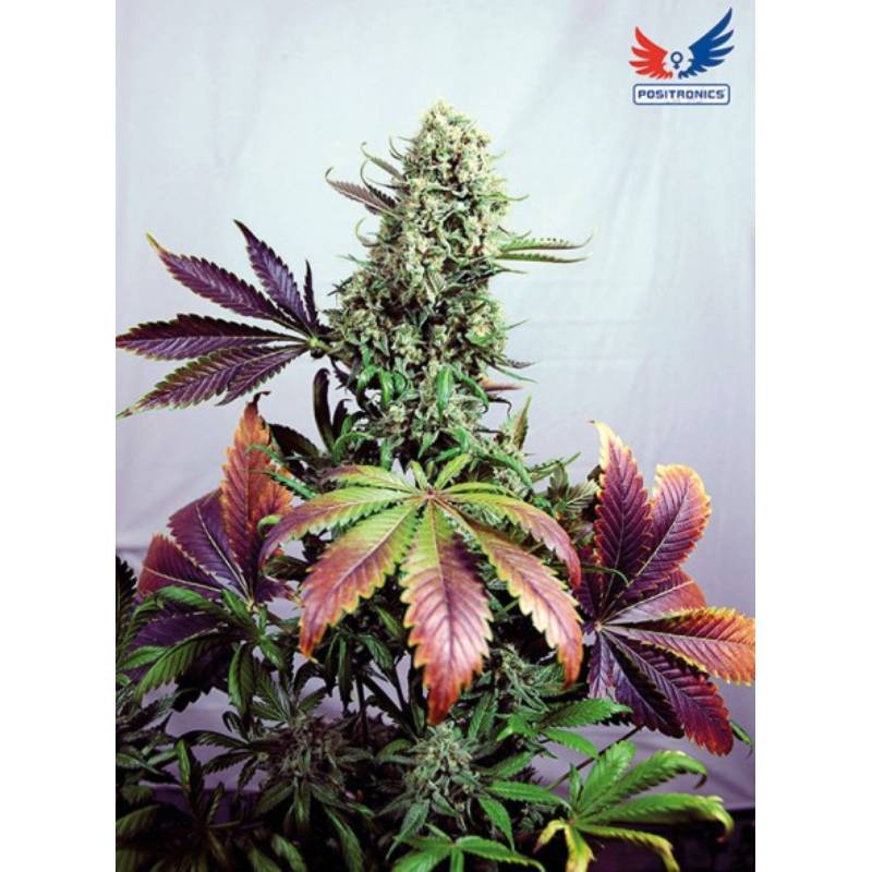 Purple Haze 1 de Positronics