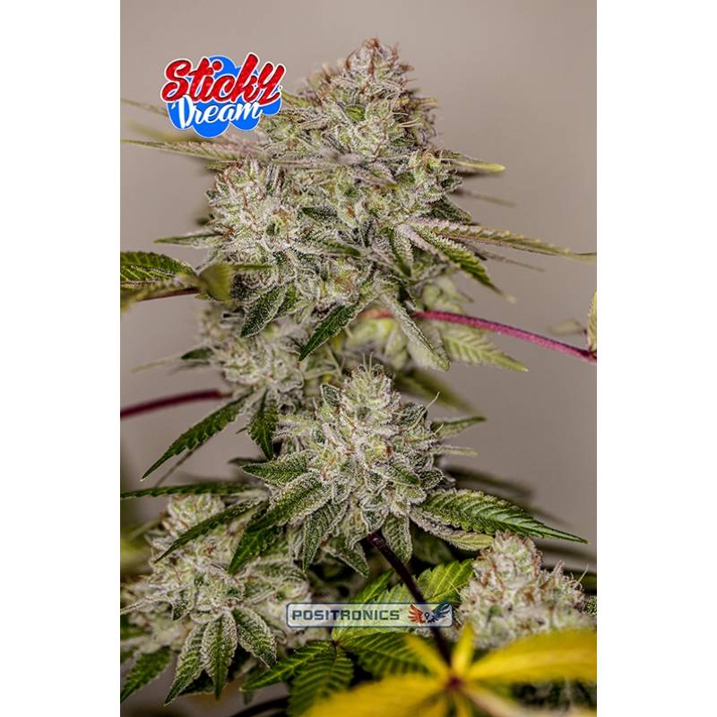 Sticky Dream (Edicion Especial Eeuu) de Positronics