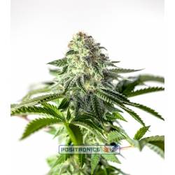 Sticky Dream Express de Positronics