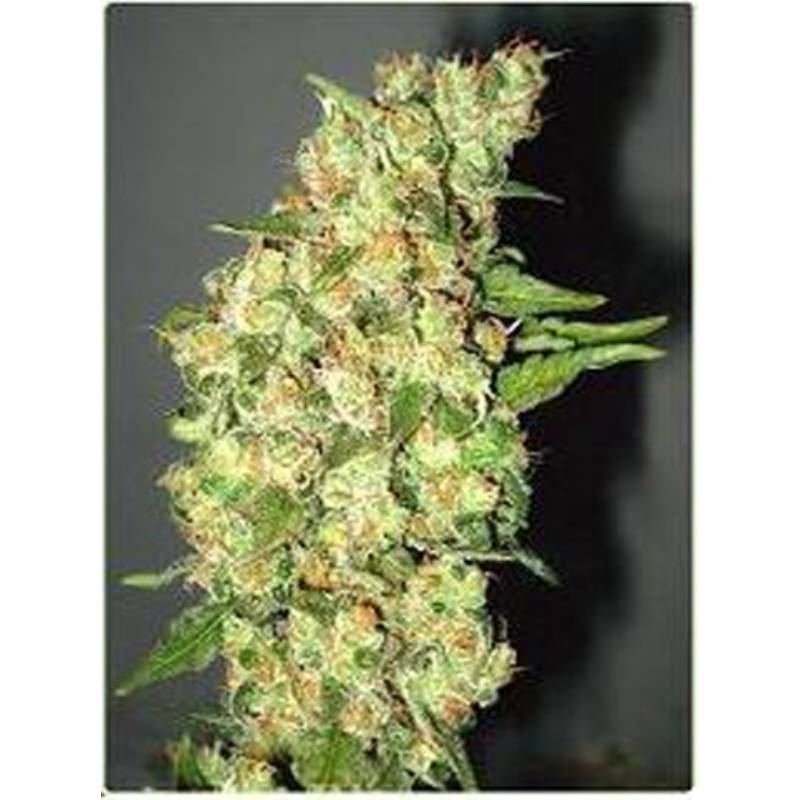 Doble Jack de Professional Seeds