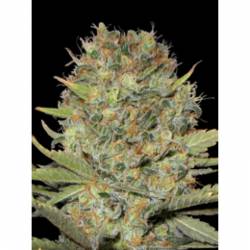 Dubble Gum de Professional Seeds