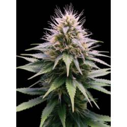 New York Diesel Automatica de Professional Seeds