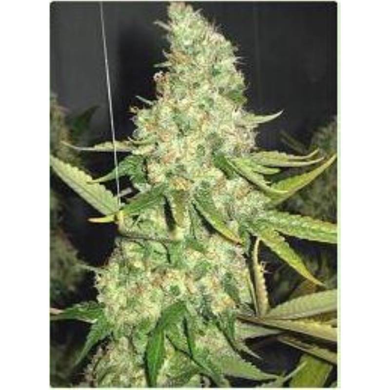 Pure Power Plant de Professional Seeds