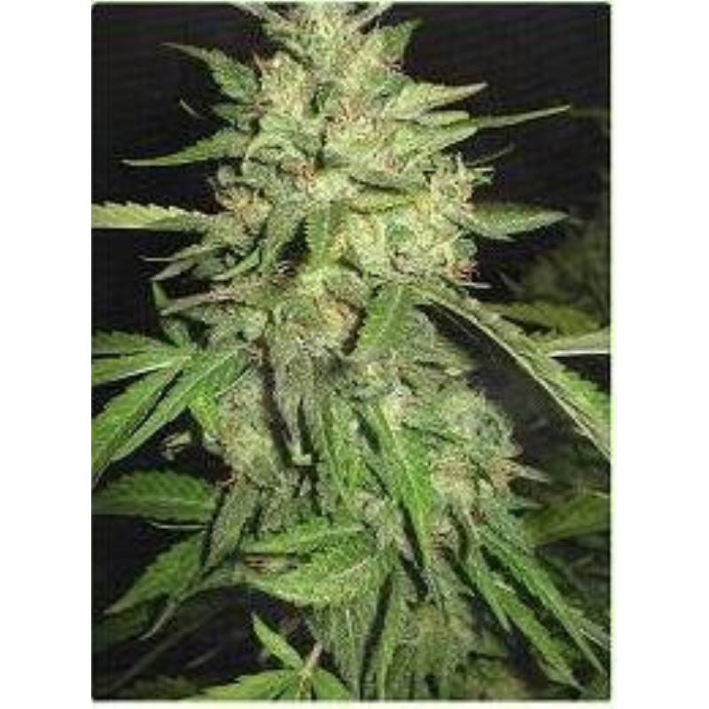 Widow de Professional Seeds