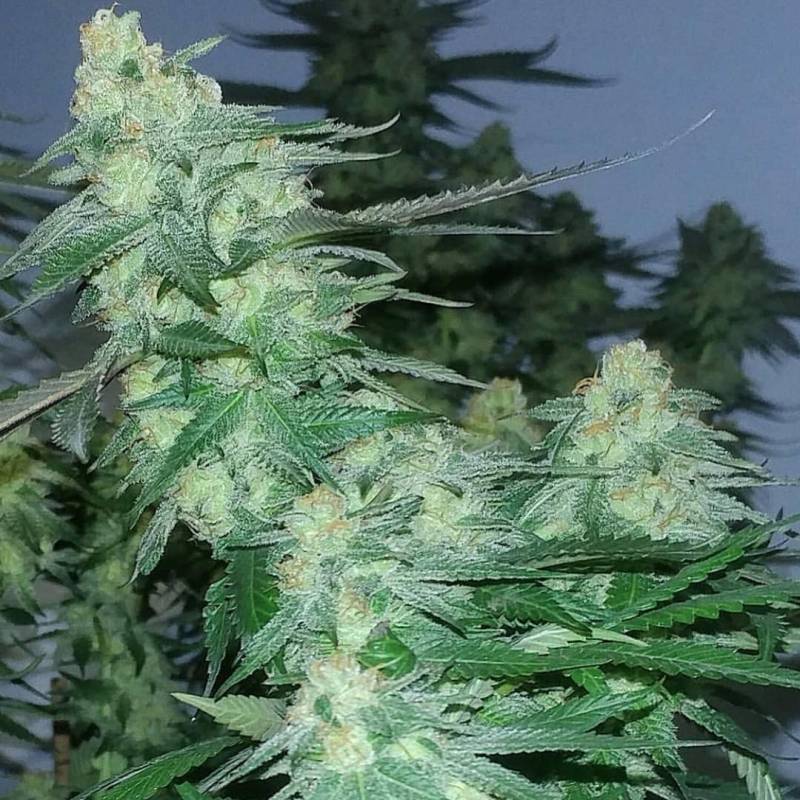 AJ Sour X Key Lime Pie Feminizada de Purple City Genetics