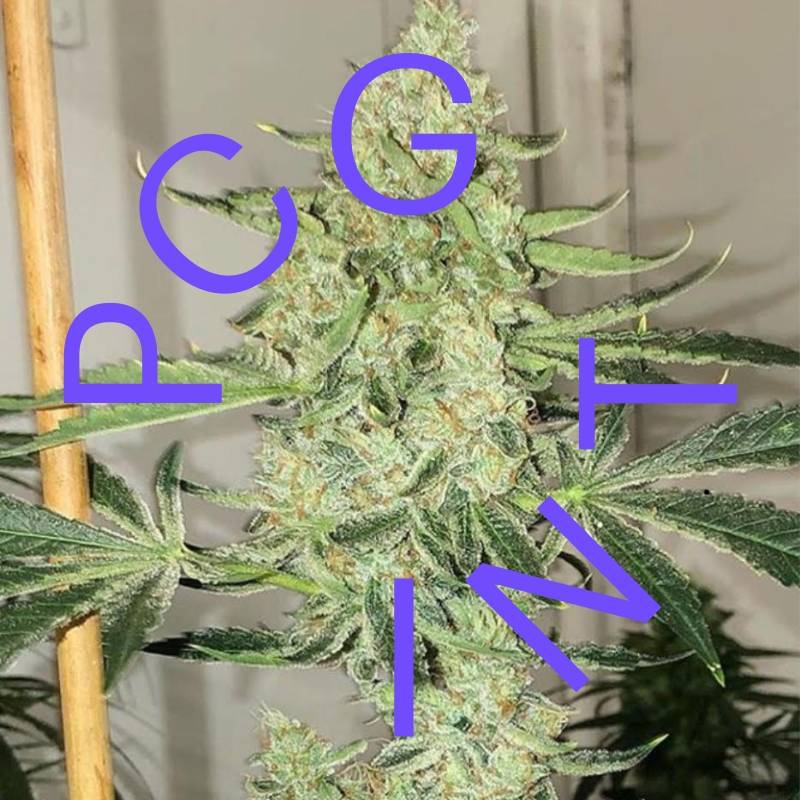 Auto-Saltwater Og de Purple City Genetics