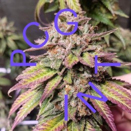 Bubba Diagonal X Purple Punch de Purple City Genetics