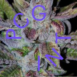 Runtz X Strawnana de Purple City Genetics