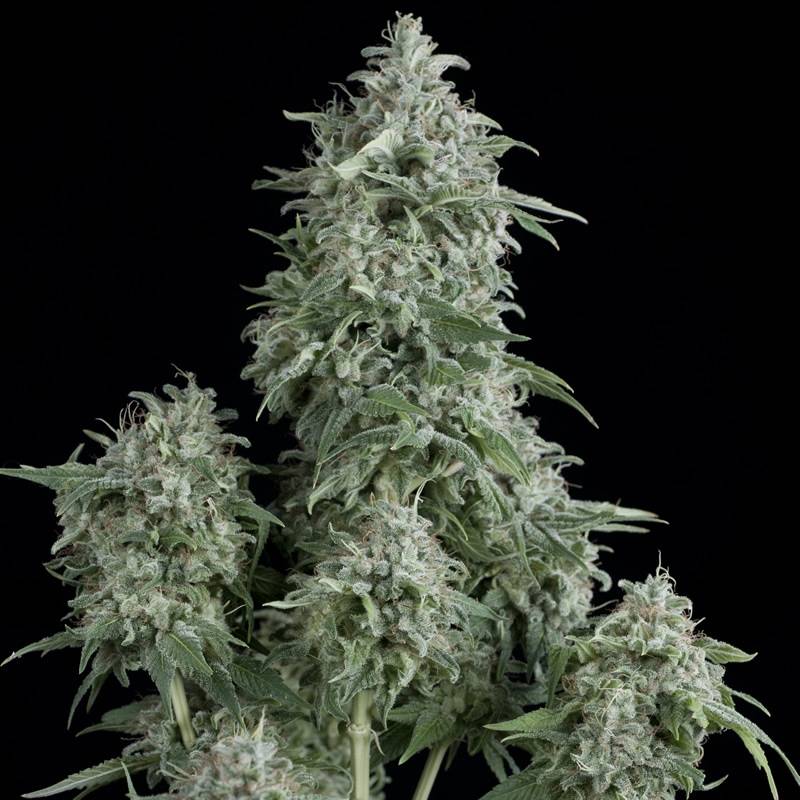 Anubis de Pyramid Seeds Anubis de Pyramid Seeds