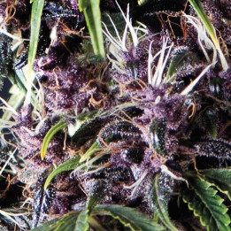 Auto Purple de Pyramid Seeds