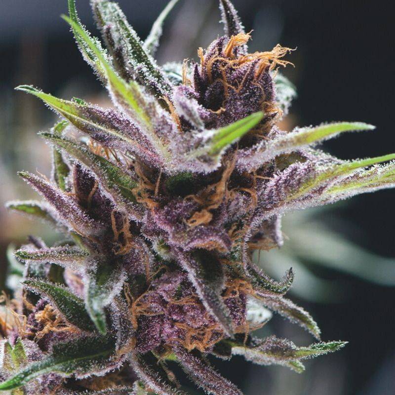 Black Cherry Punch de Pyramid Seeds