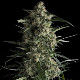 Galaxy de Pyramid Seeds