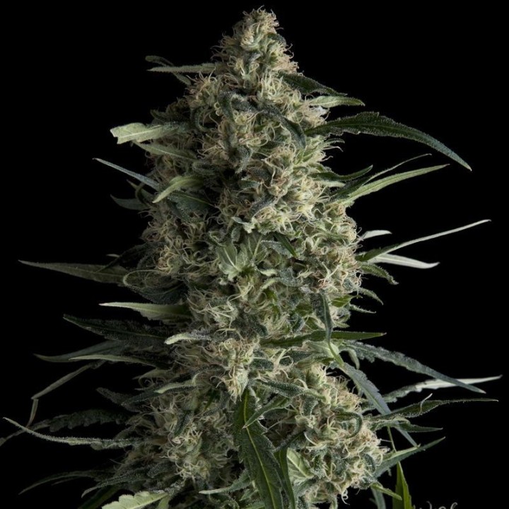 Galaxy de Pyramid Seeds