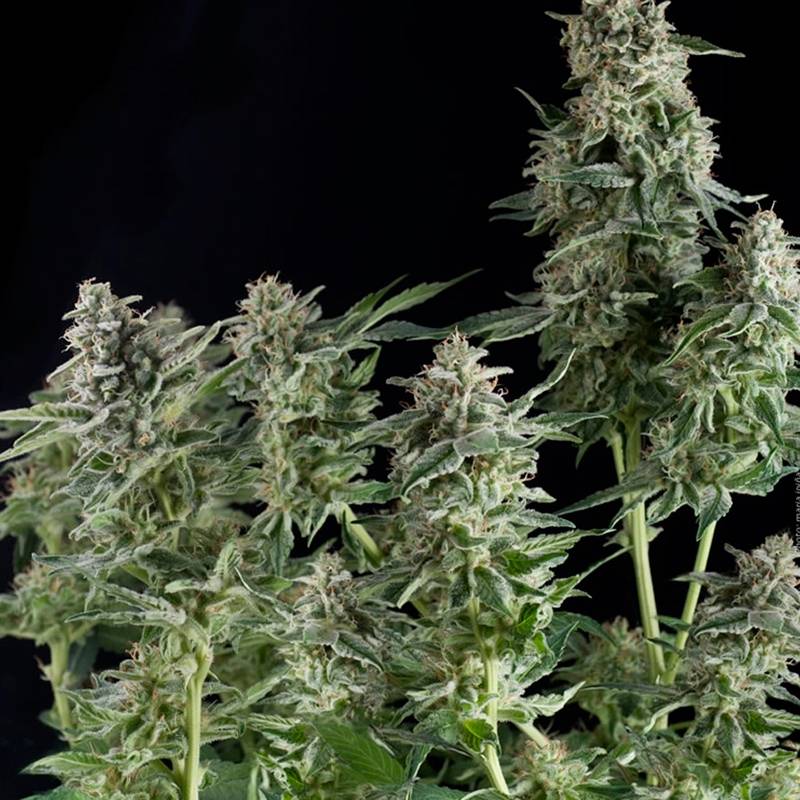 Northern Lights Cbd de Pyramid Seeds