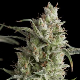 Super Og Kush de Pyramid Seeds