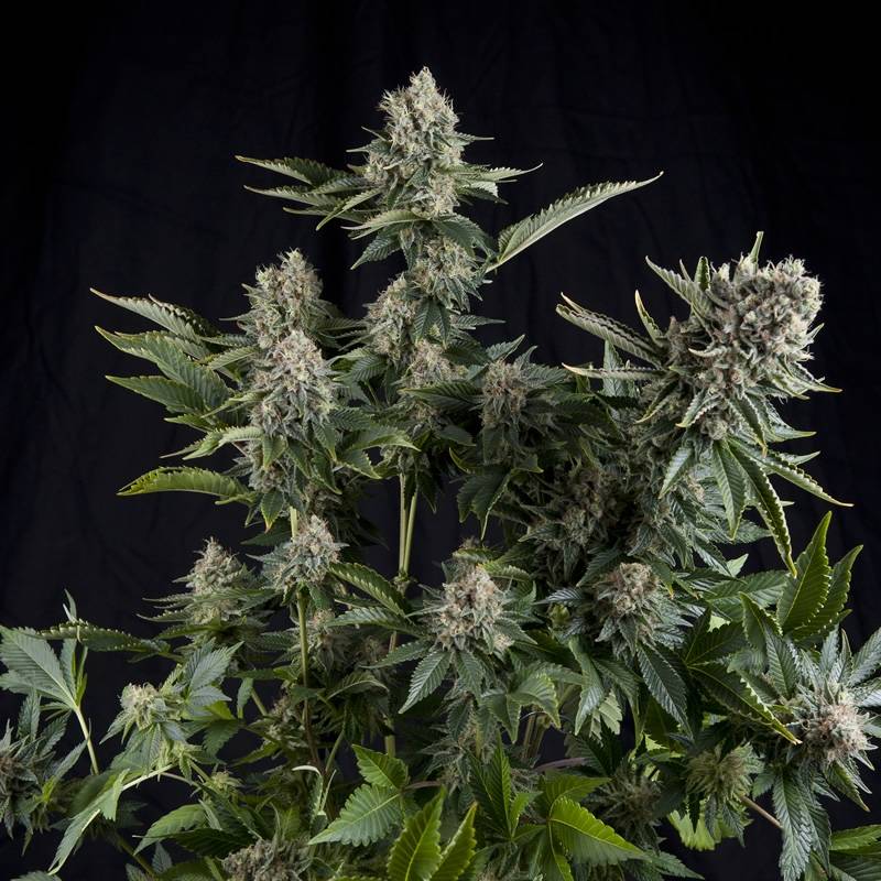 White Widow Cbd de Pyramid Seeds