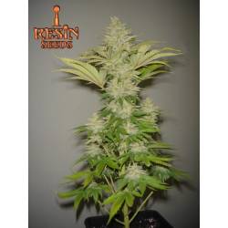 Bubblicious Regular de Resin Seeds