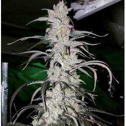 Cannatonic Regular de Resin Seeds