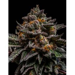 Brain Cake de Ripper Seeds