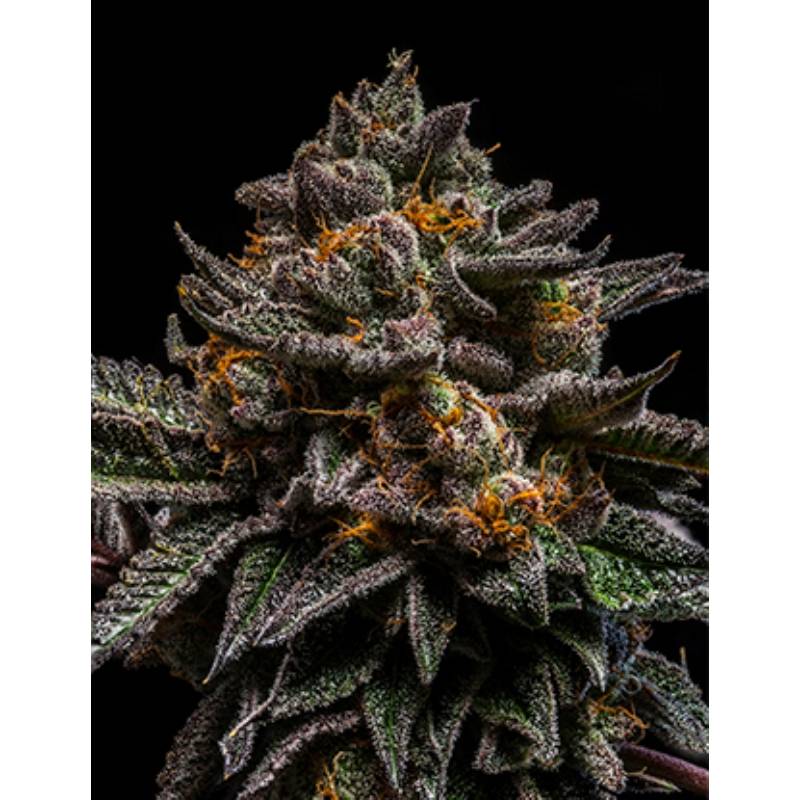 Brain Cake de Ripper Seeds