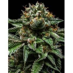 Chempie de Ripper Seeds