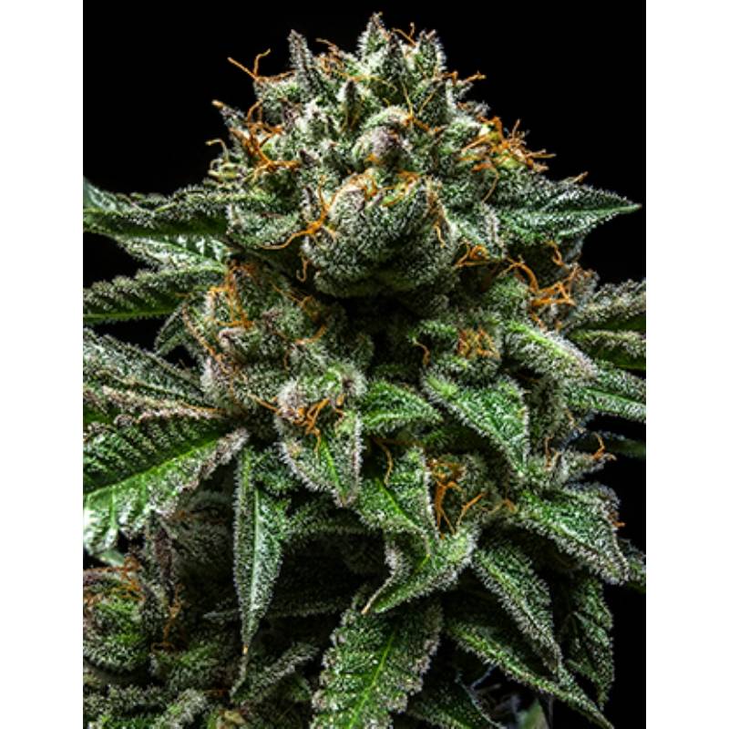 Chempie de Ripper Seeds