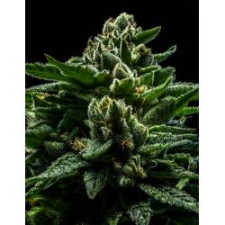 Do-g de Ripper Seeds