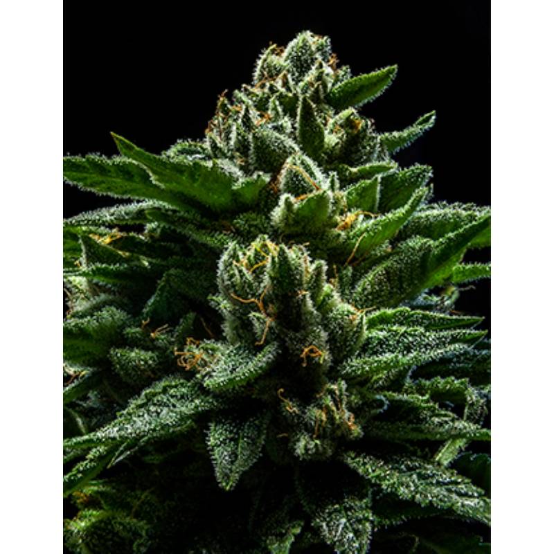 Do-g de Ripper Seeds