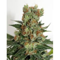 Fuel Og Regular de Ripper Seeds