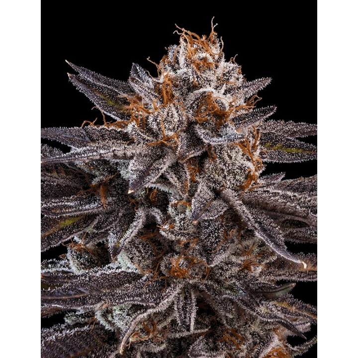 Kmintz de Ripper Seeds