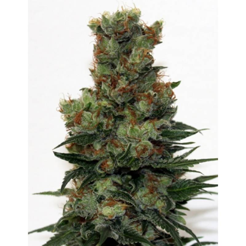 Ripper Badazz Regular de Ripper Seeds